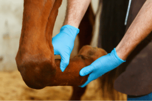 Injured horse leg