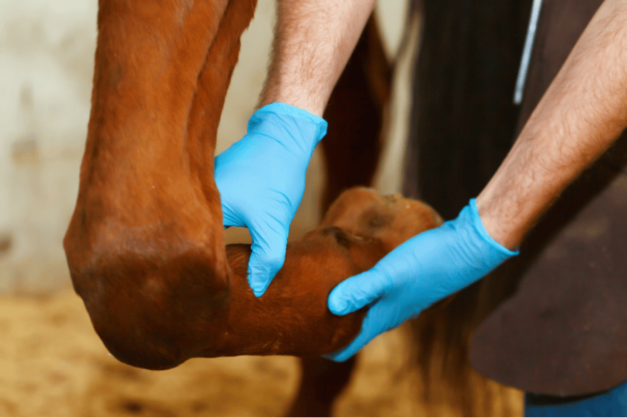 Injured-Horse-small Injured horse leg