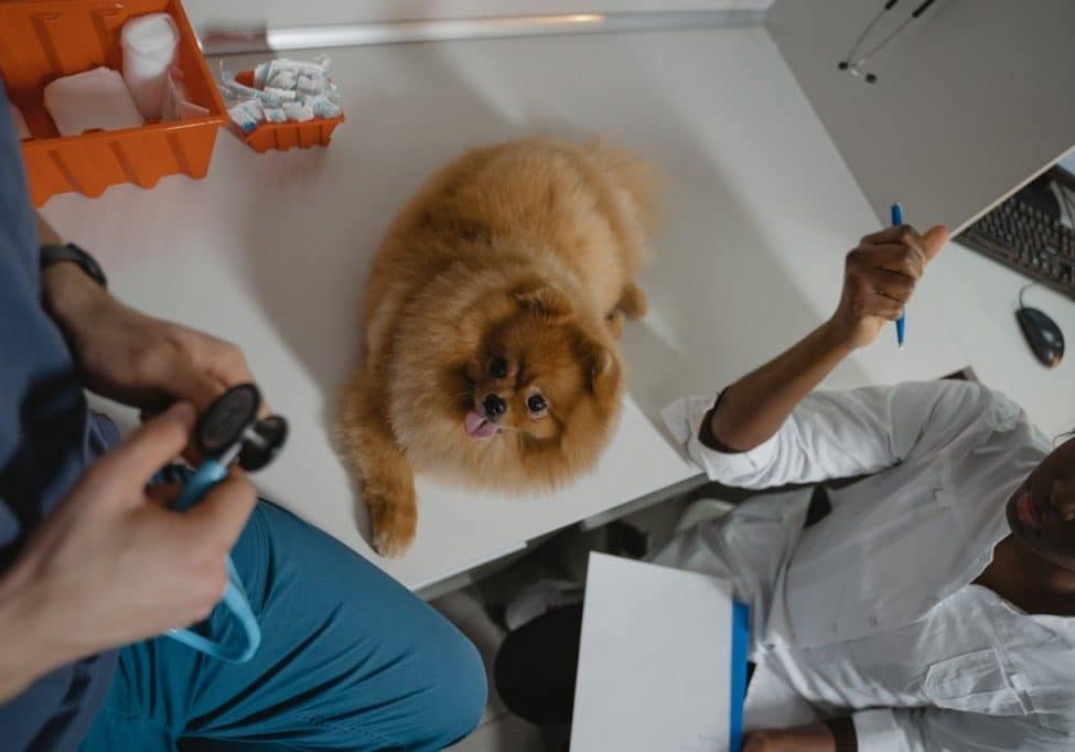 pexels-tima-miroshnichenko-6235116 Veterinary Practice Insurance Services